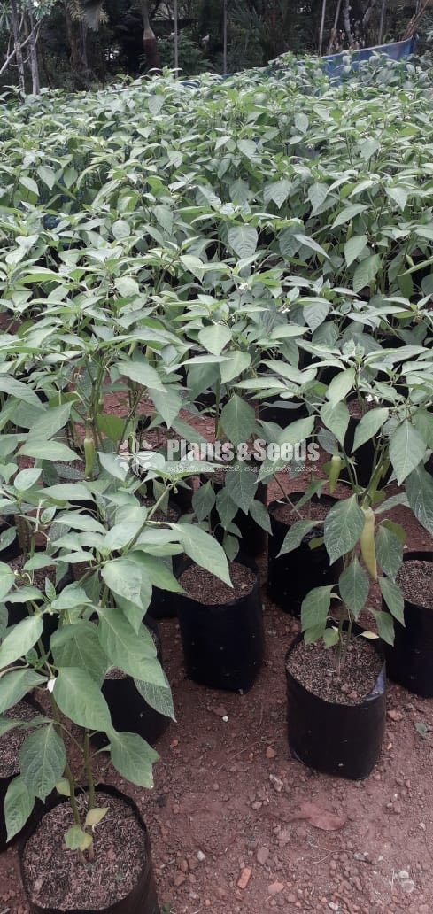  (Bud) Fruiit Plants