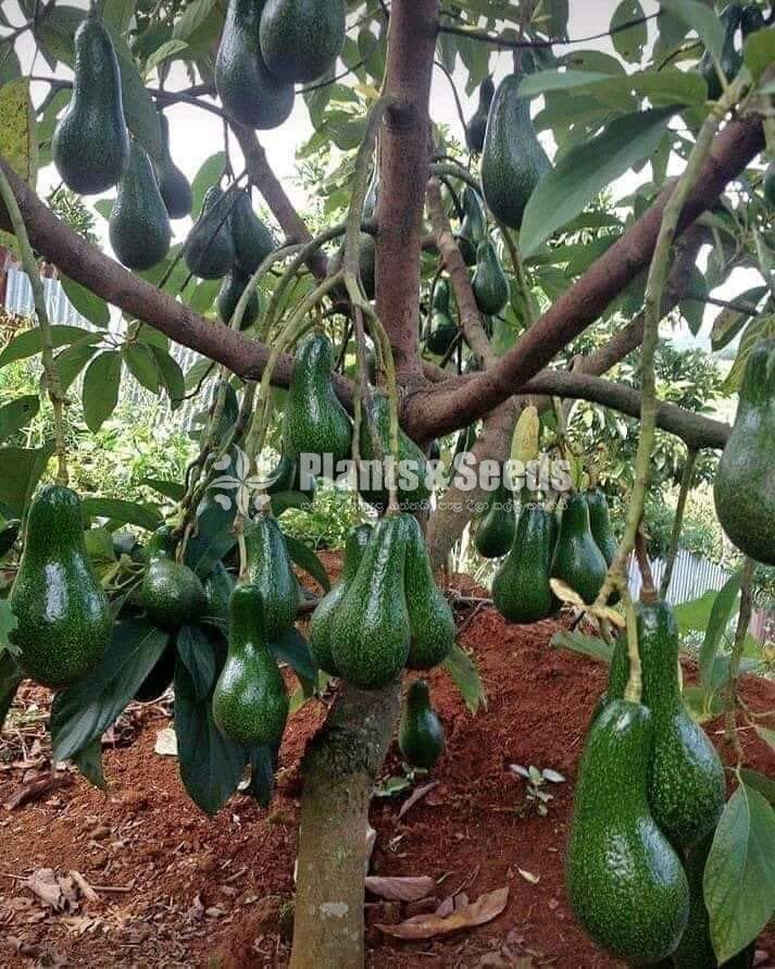  (Bud) Fruiit Plants