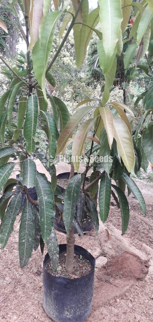  (Bud) Fruiit Plants
