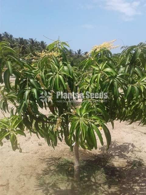  (Bud) Fruiit Plants
