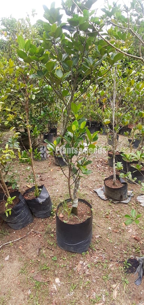  (Bud) Fruiit Plants