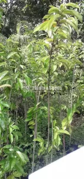  (Bud) Fruiit Plants