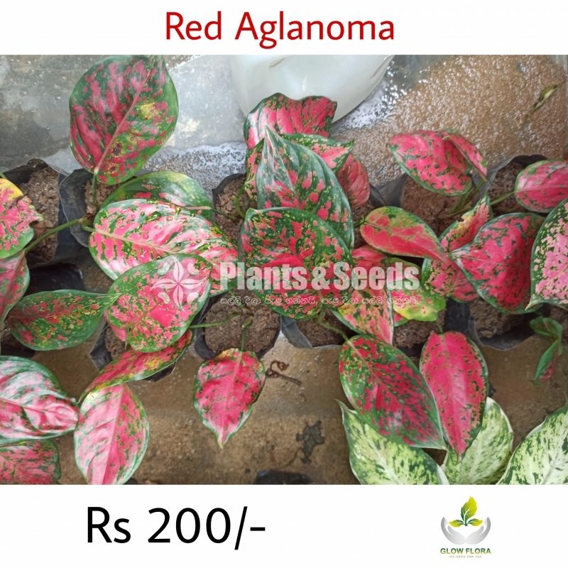 Aglaonema Outdoor Plants