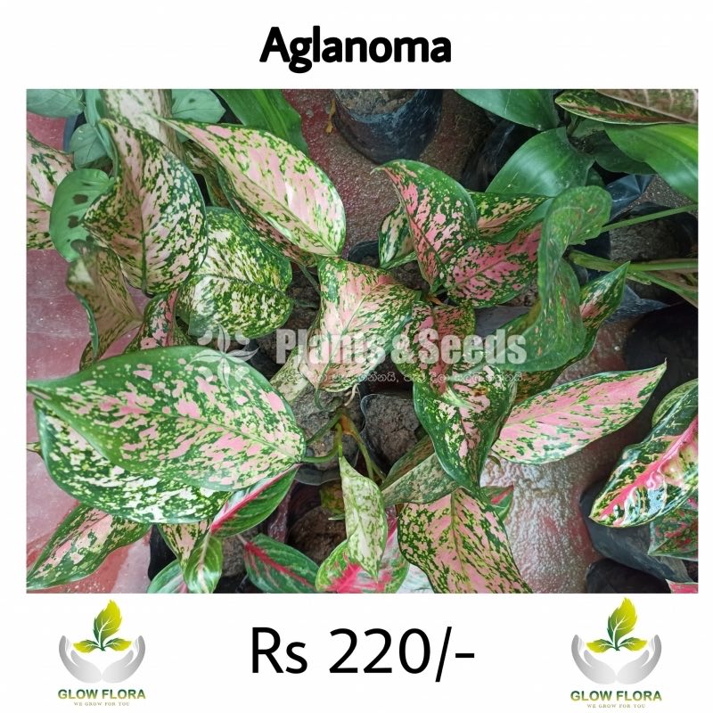 Aglaonema Outdoor Plants