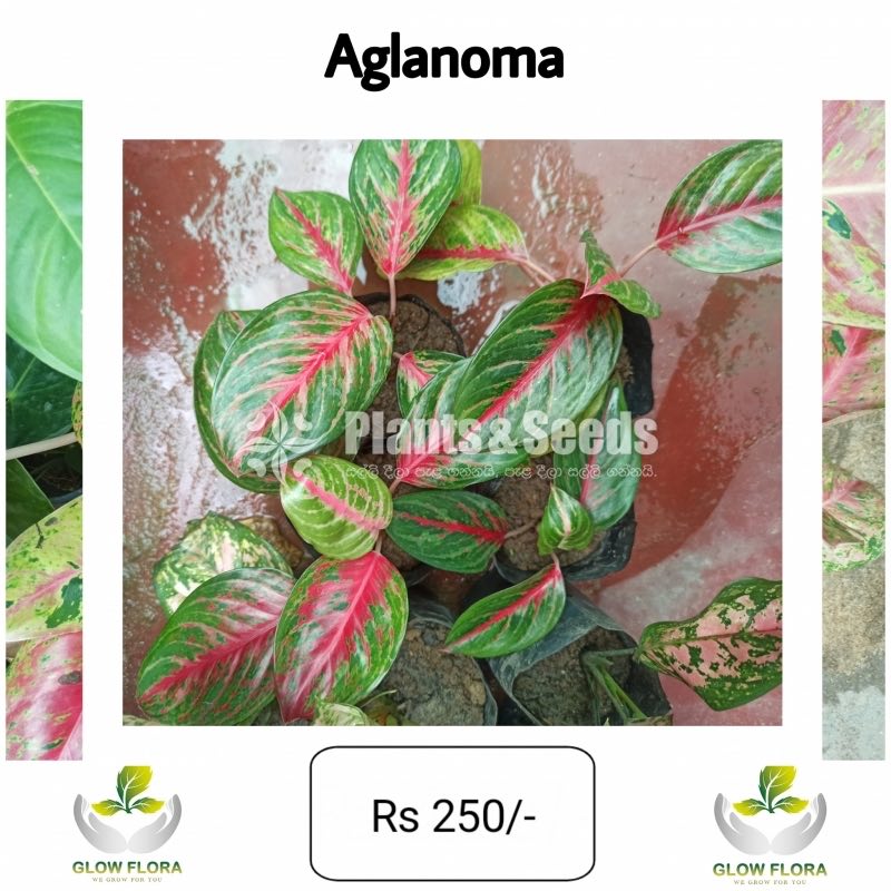 Aglaonema Outdoor Plants