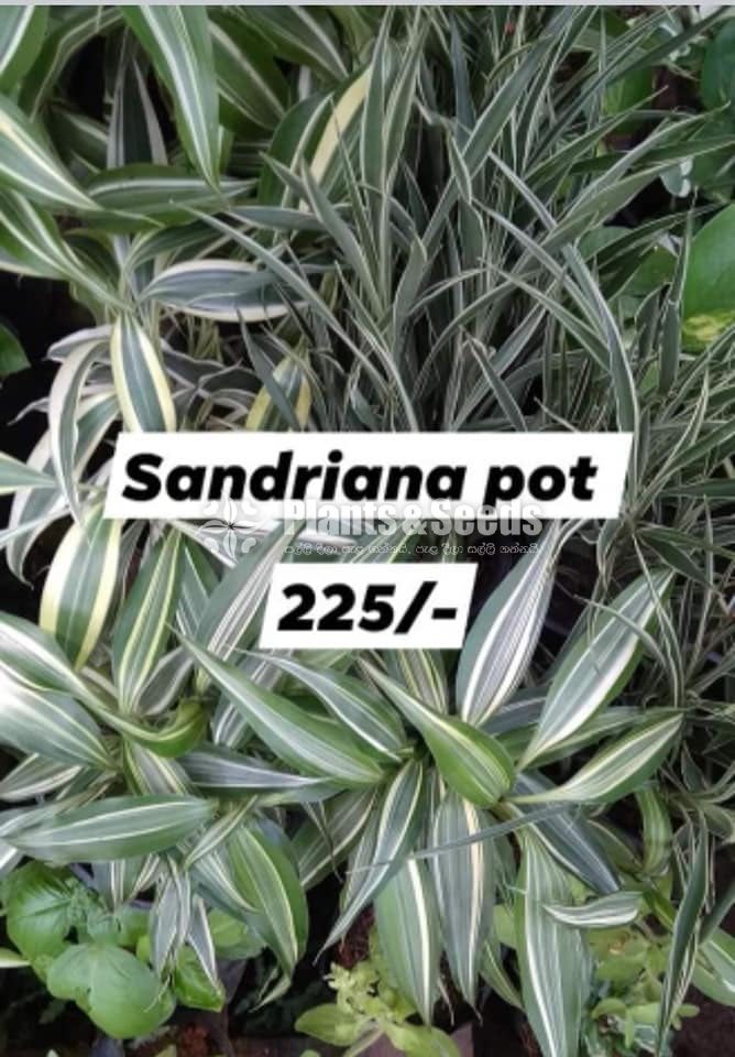 Sandriyana Pot
