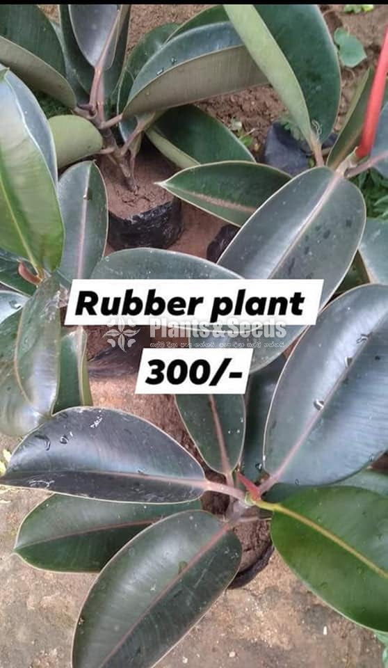 Rubber Plants