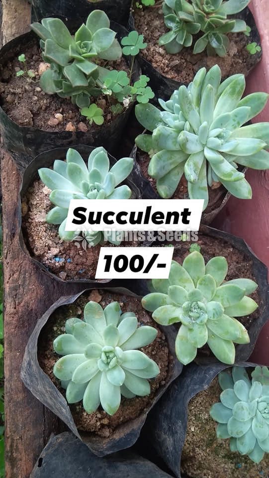 Succulent Plants 