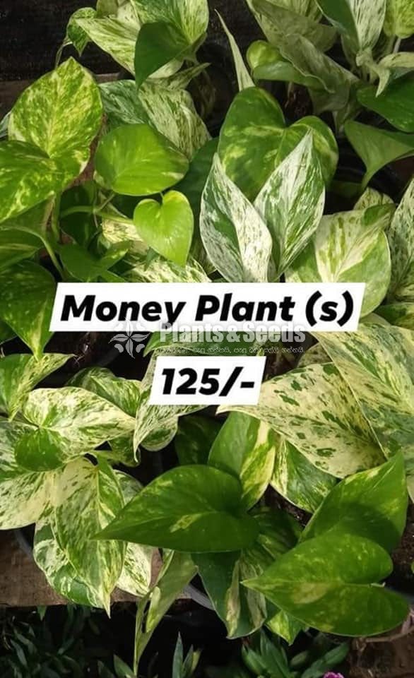 Money Plant