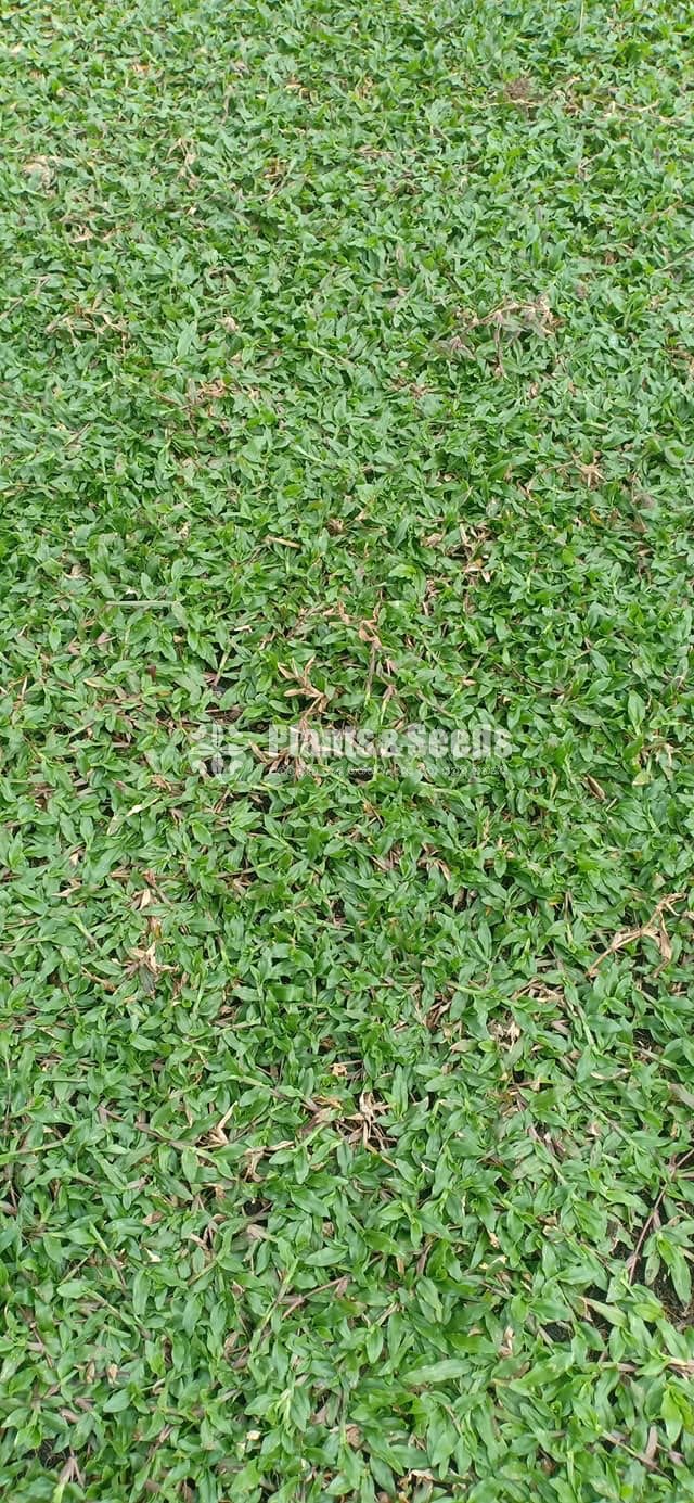 All kind of Grasses and Landscaping