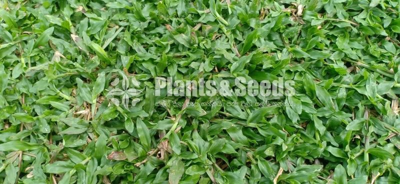 All kind of Grasses and Landscaping