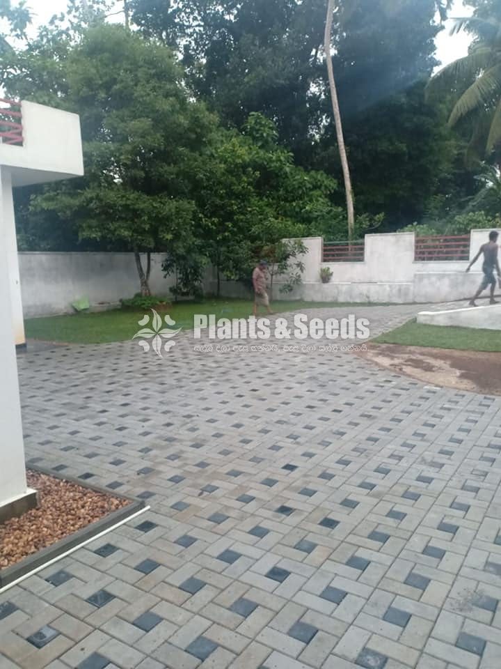 All kind of Grasses and Landscaping