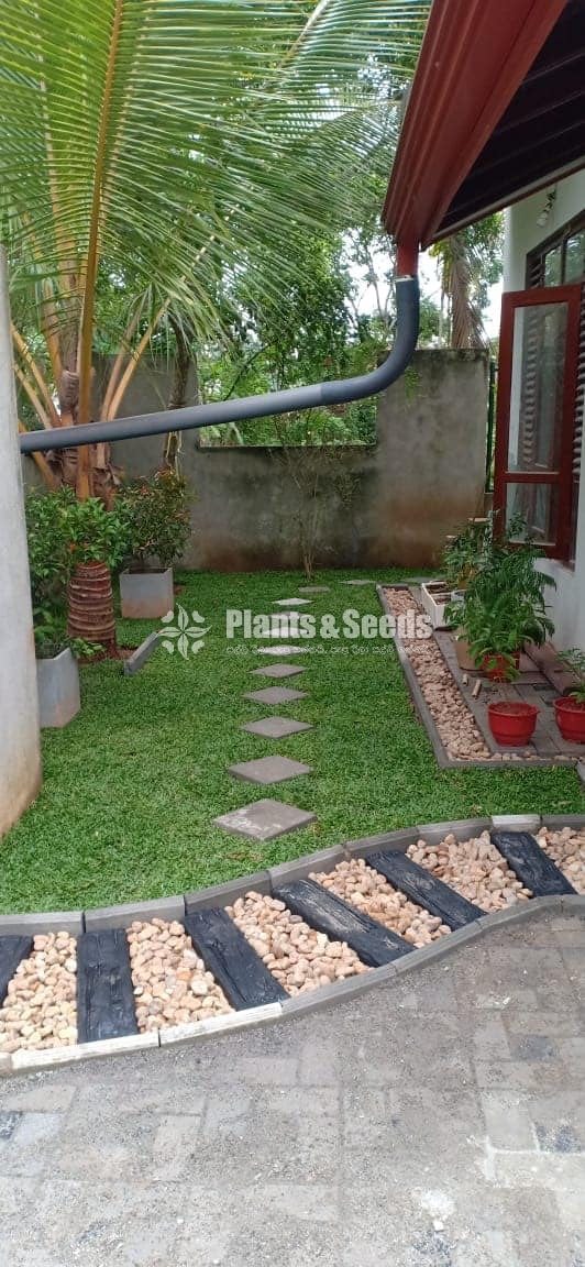 All kind of Grasses and Landscaping