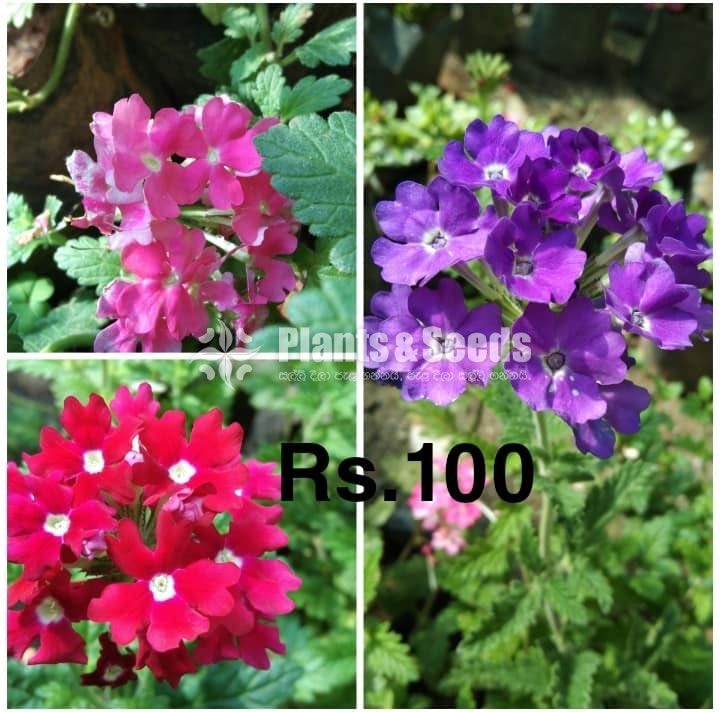 Verbena 