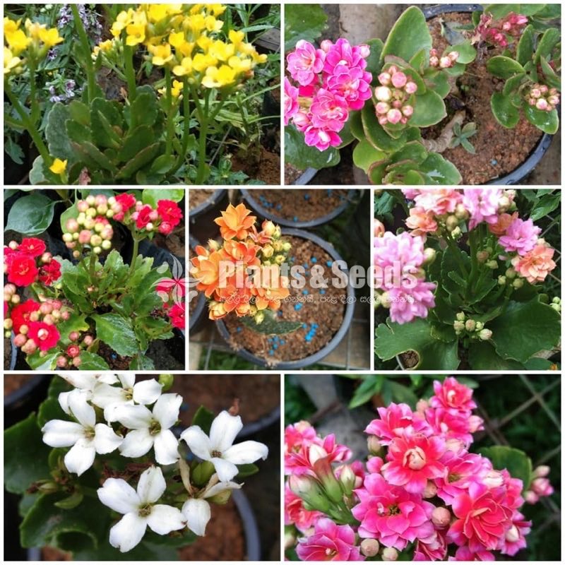 Kalanchoe(Kalanchi)