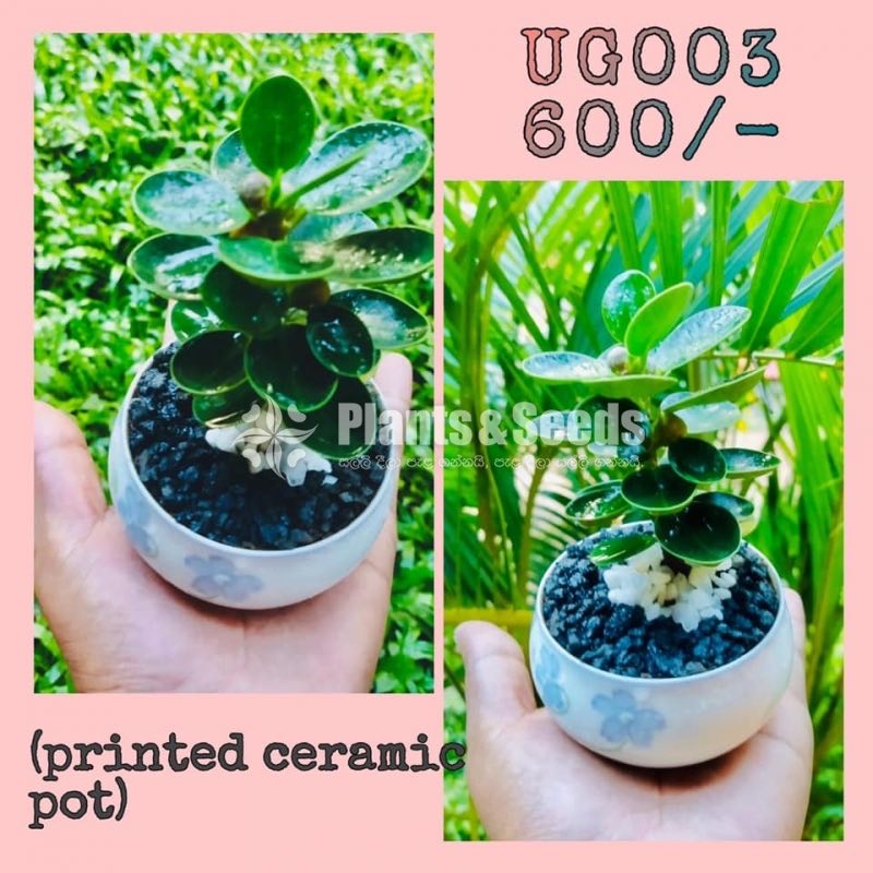 Ornamental Plants