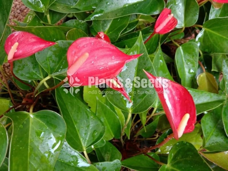Robino Anthurium