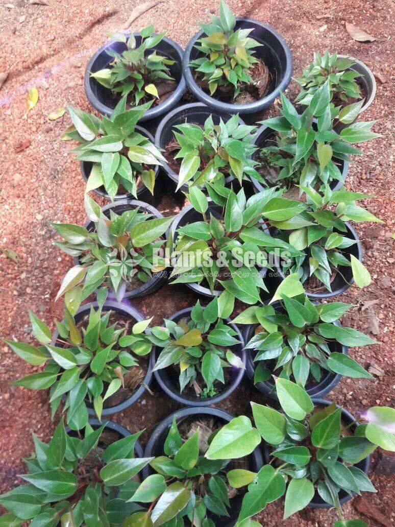 Robino Anthurium