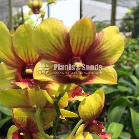 Dendrobium ,Vanda,Pelanopsis ,Cataliya 