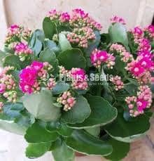 Kalanchoe(Kalanchi)