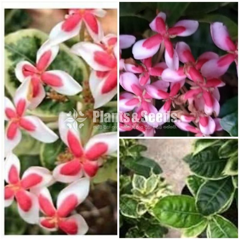 Ixora
