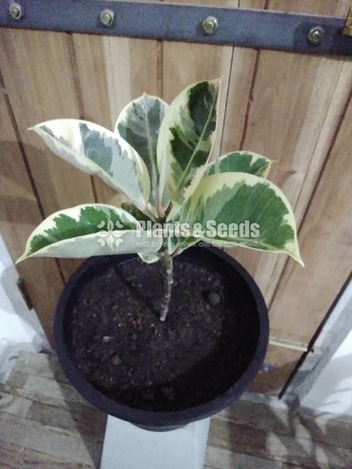 Variegated Rubber(වර්ණ නුග)