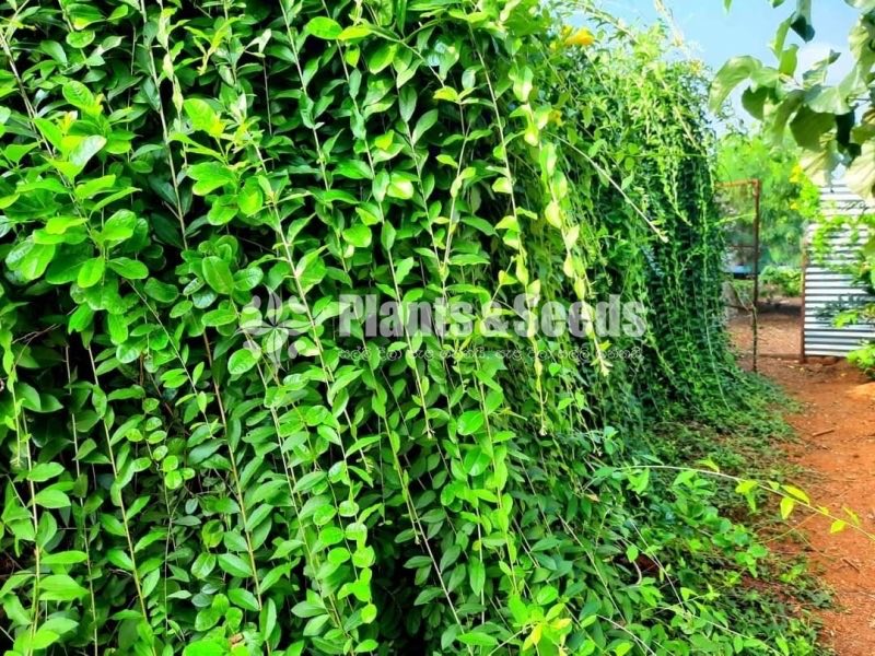 Curtain Creepers 