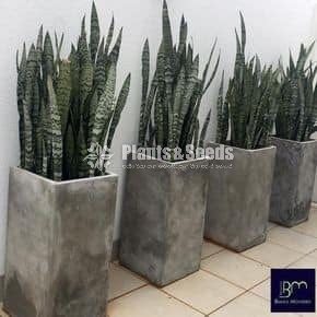 Sensiveria (Snake Plant)