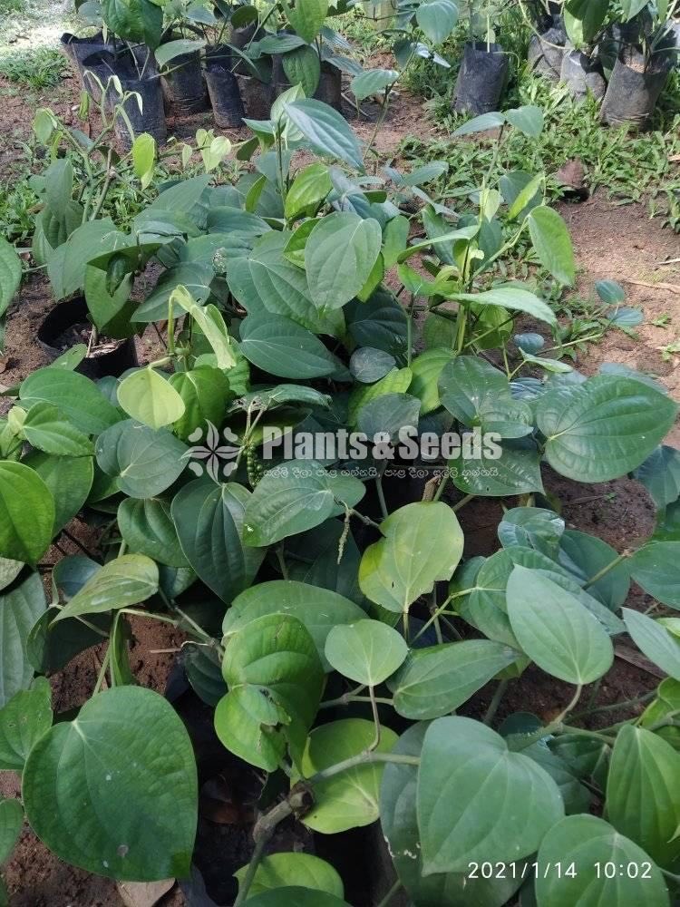 Black Pepper(ගම්මිරිස් )