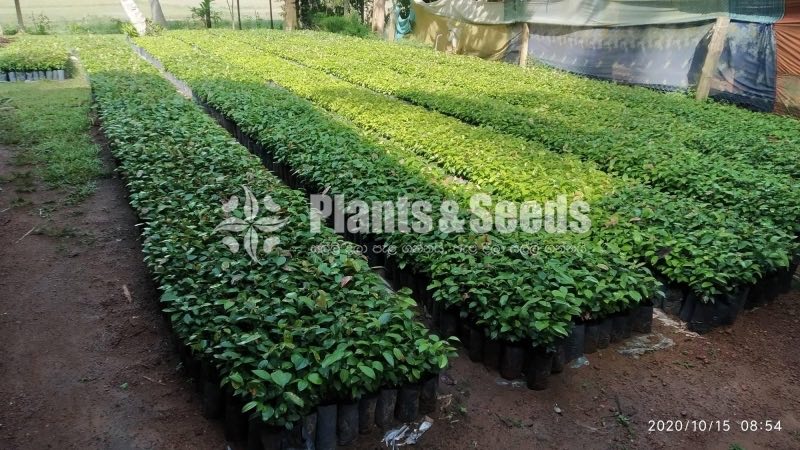 Black Pepper(ගම්මිරිස් )