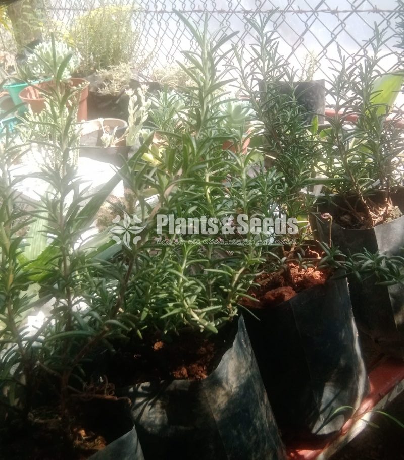Rosemary Plants