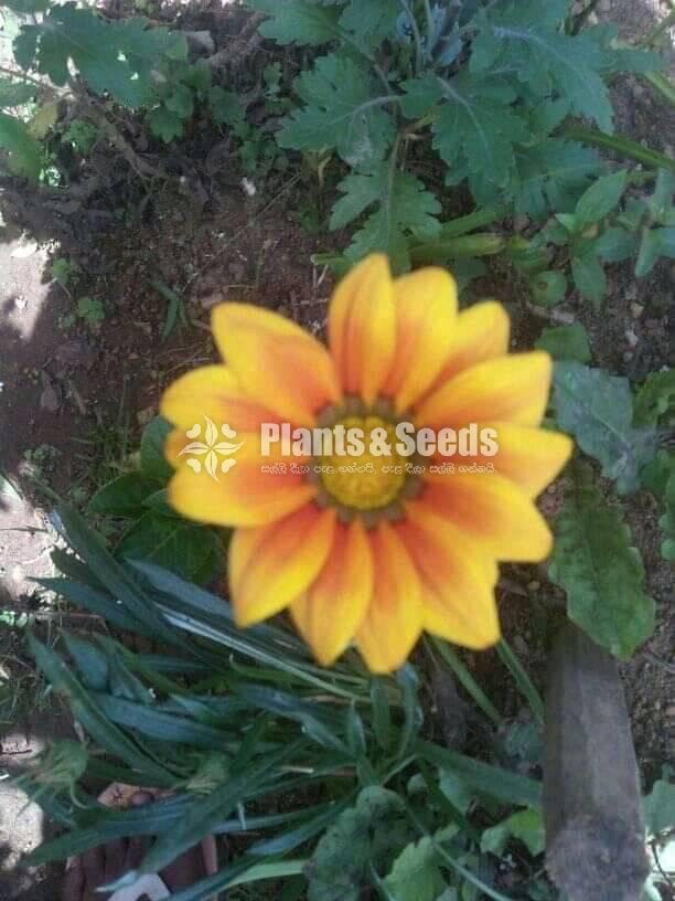 Gazania( ගාසානියා) 