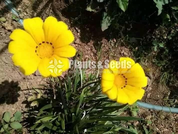 Gazania( ගාසානියා) 