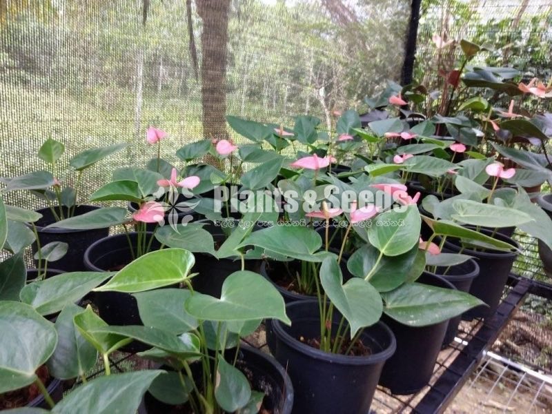 Anthurium Royal Pink