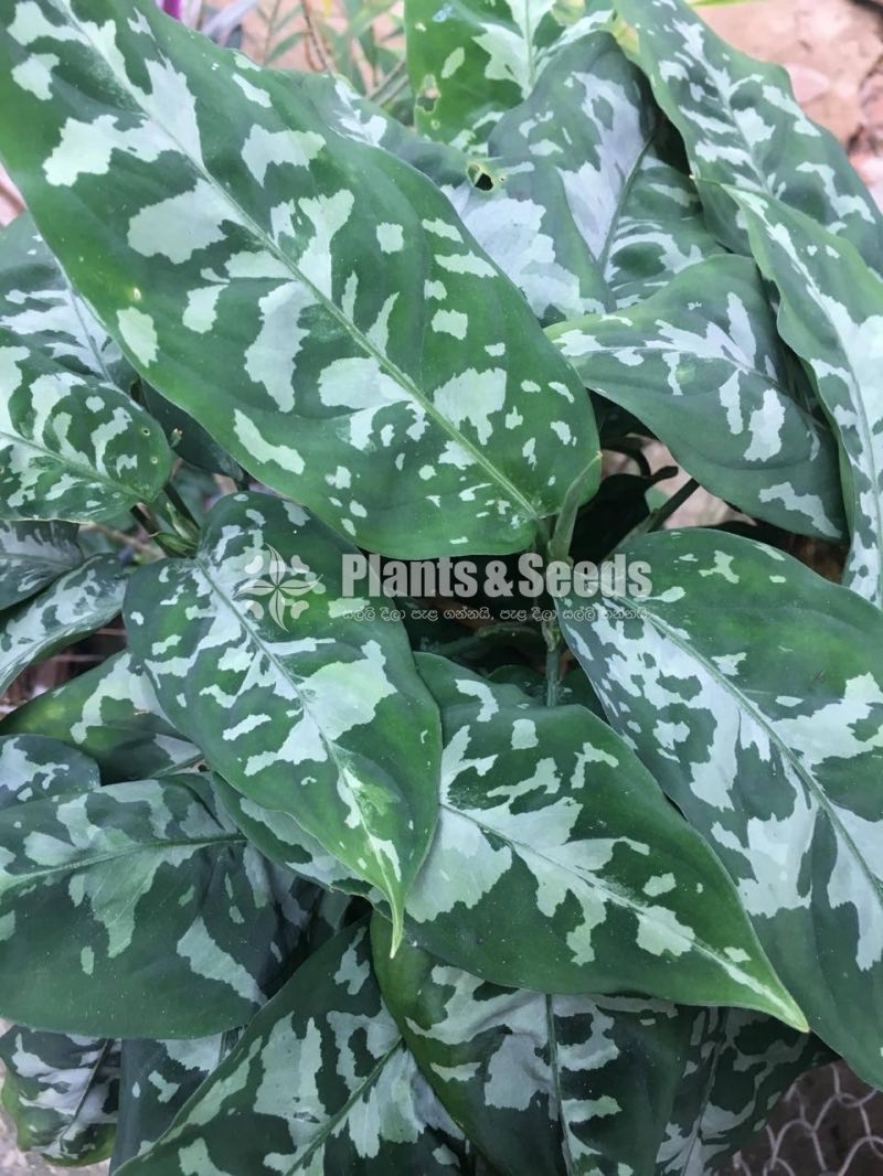 Aglaonema Outdoor Plants
