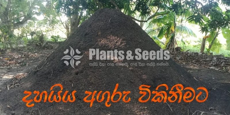 Dhayya Aguru (දහයියා අගුරු)