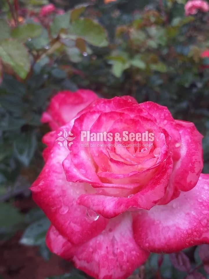 Roses