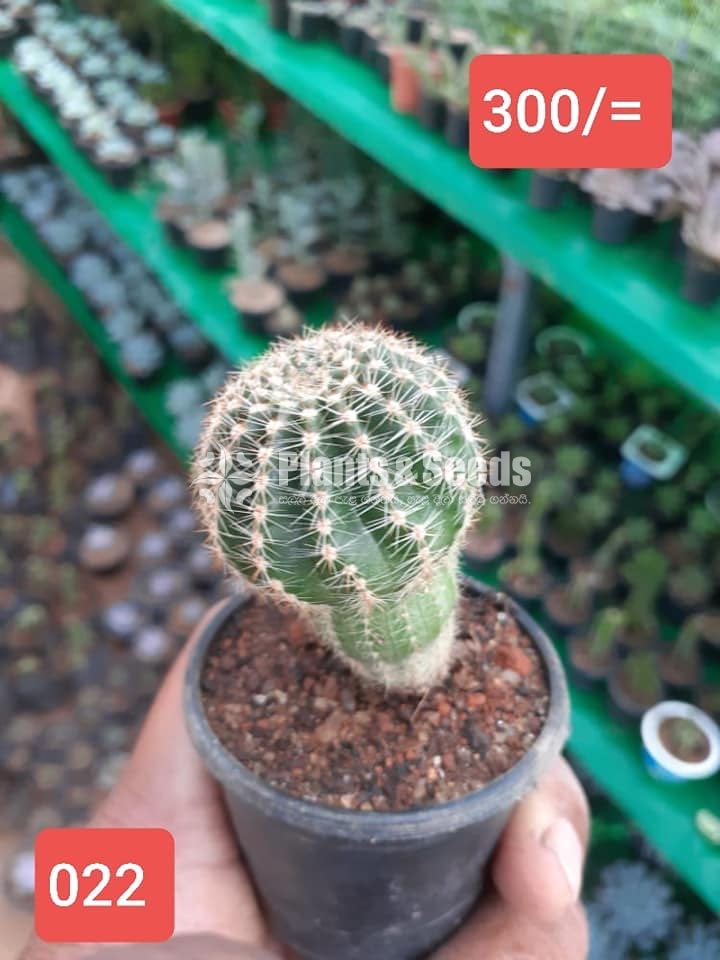 Cactus Collection