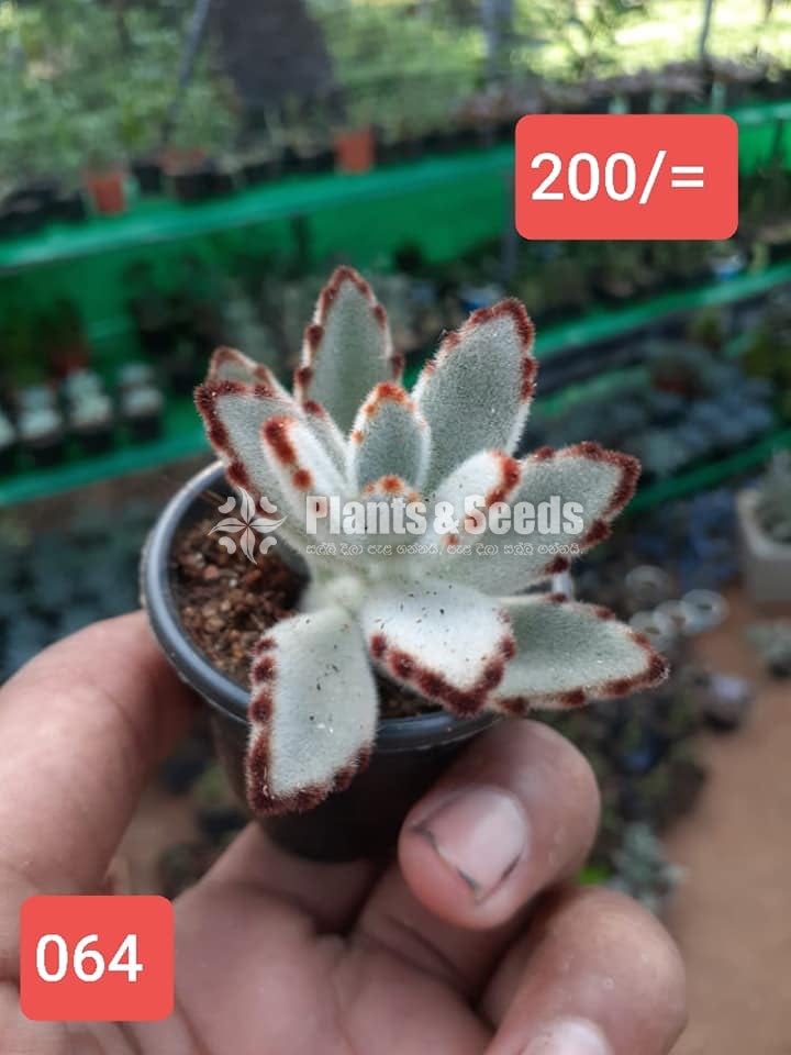 Cactus Collection
