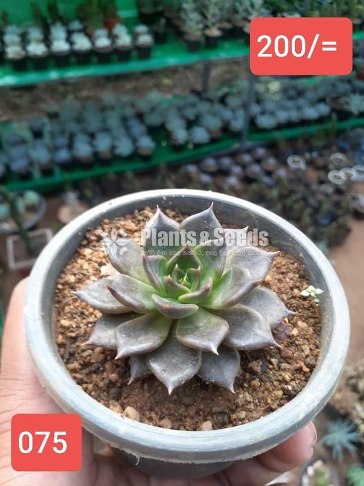 Cactus Collection