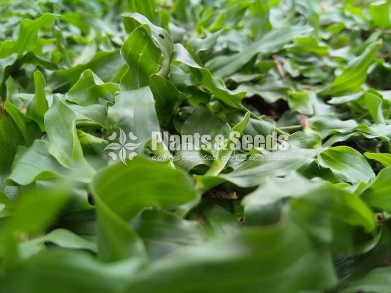 Australian Grass