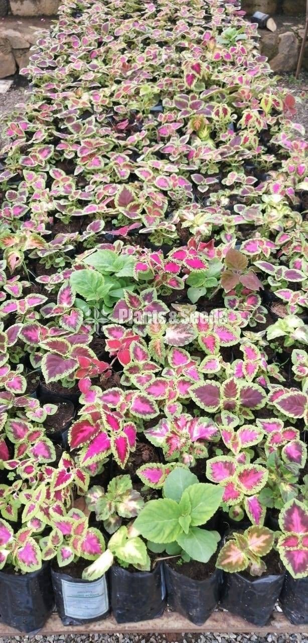 Coleus