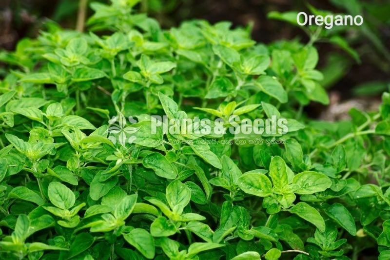 Top 10 herbs plant package