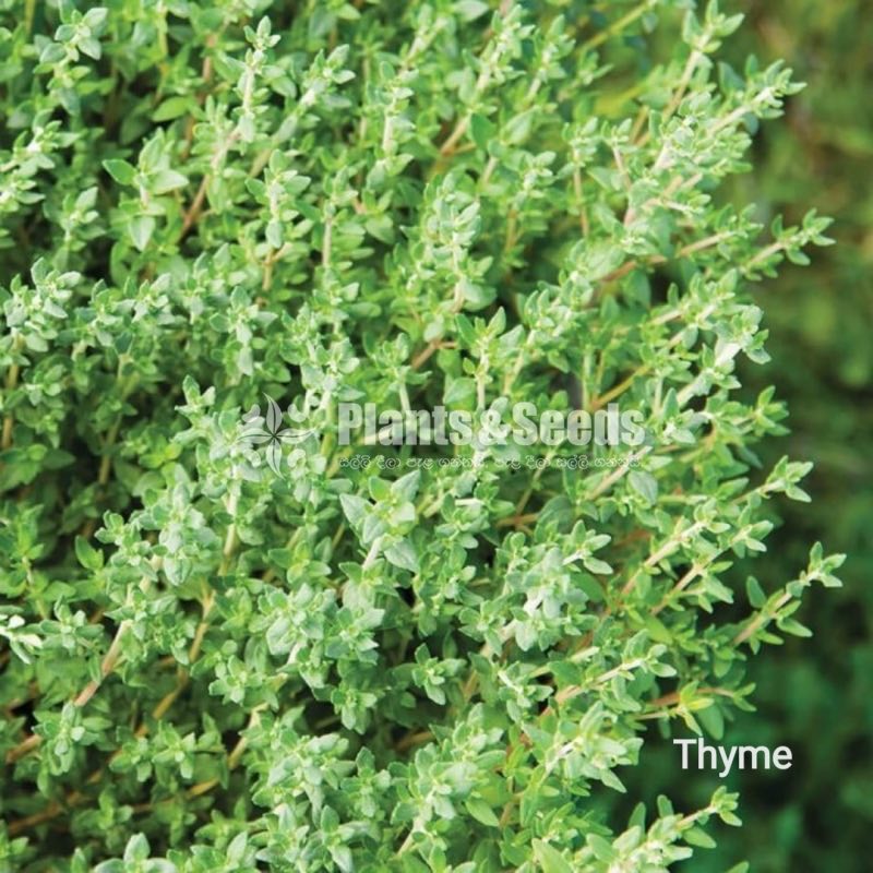 Top 10 herbs plant package