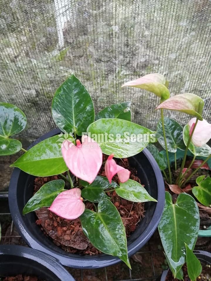 Anthurium Royal Pink