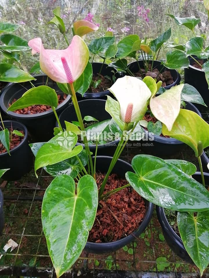Anthurium Royal Pink