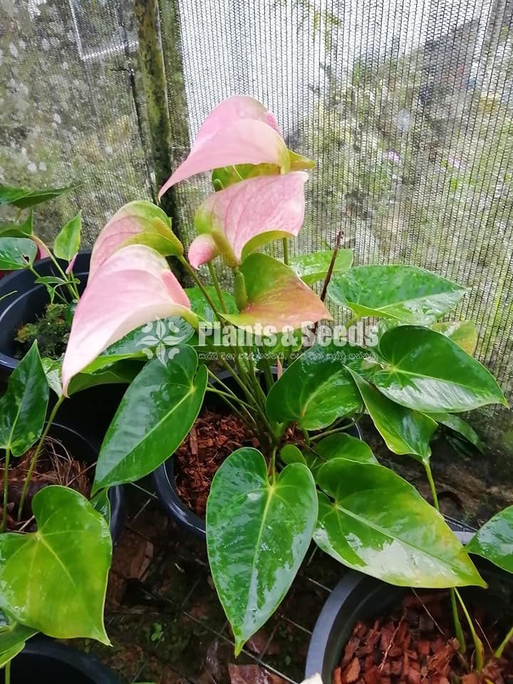 Anthurium Royal Pink