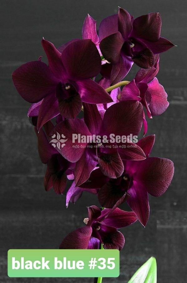Orchids