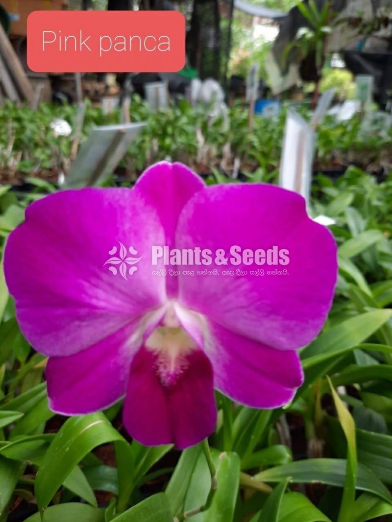 Orchids
