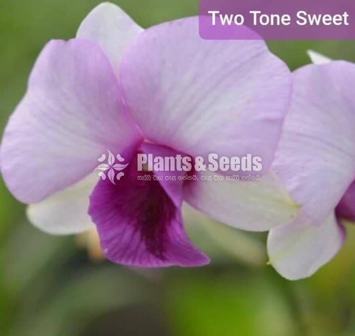 Orchids